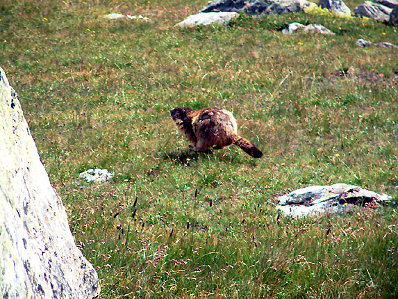 Marmotte au galop