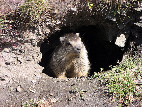 Marmotton