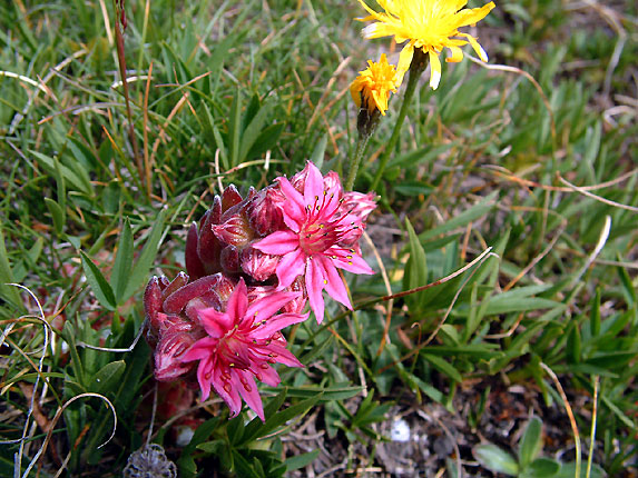 Fleur de montagne, la Jourbarde