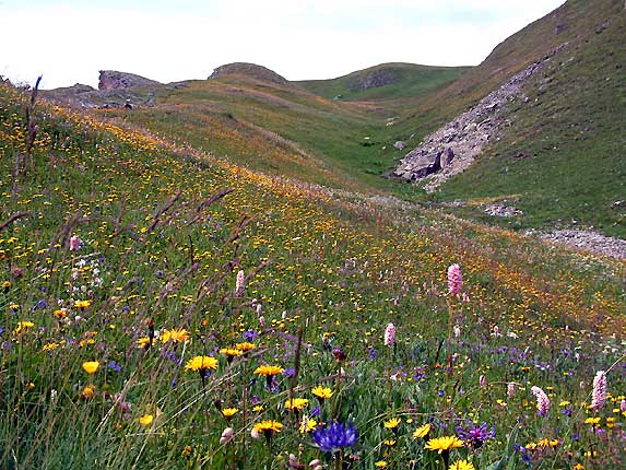 Les alpages fleuris