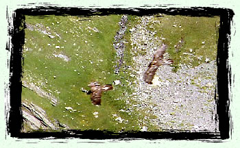 Aigles royaux dans la vanoise