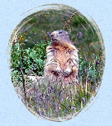 Marmotte aux aguets, la sentinelle