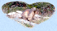 marmotte aux aguets