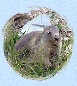 Marmotton tmraire