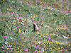 Marmotton dans champ de fleurs