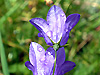 Campanule sous la pluie