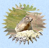 marmotte aux aguets