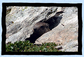 Cache cache avec un marmotton