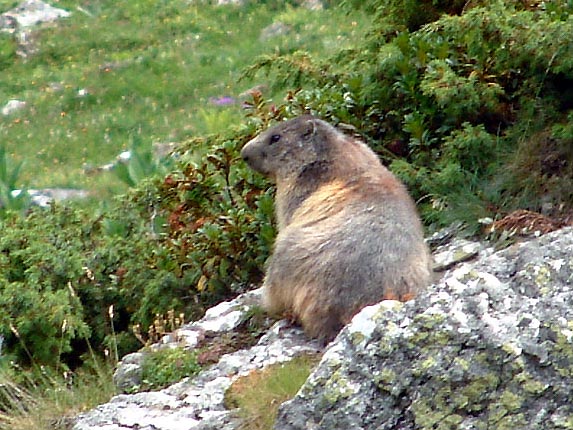 Marmotte