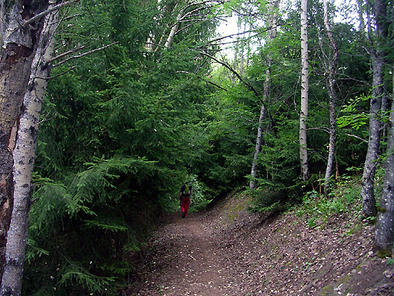 Sentier dans les bois