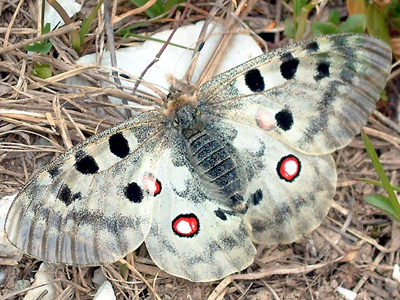 Papillon du nuit