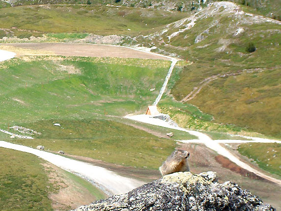 Marmotte aux aguets