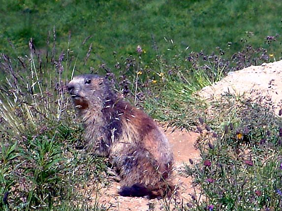 Marmotte
