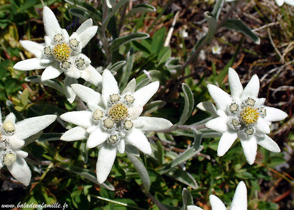 Edelweiss