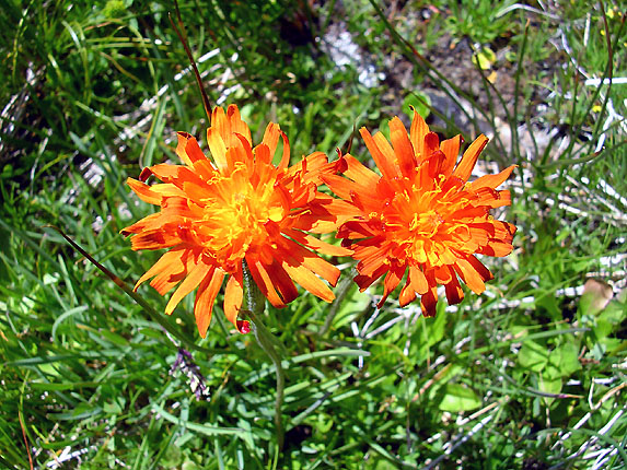 Epervires oranges