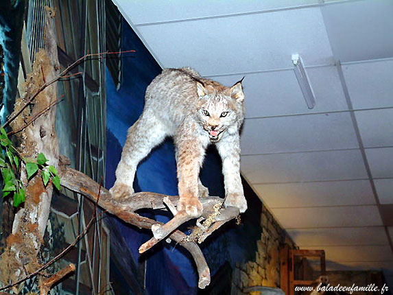 Le lynx