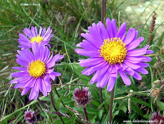 Aster des Alpes