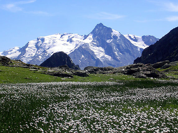 Linaigrettes et Mont Pourri