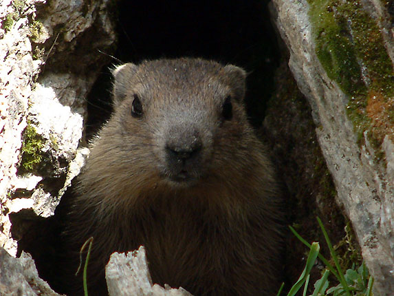 Marmotton