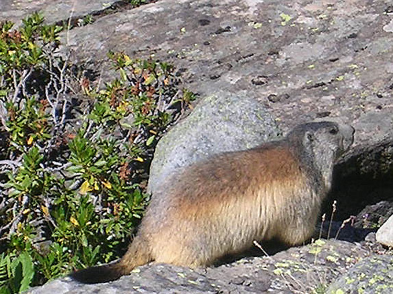 Marmotte