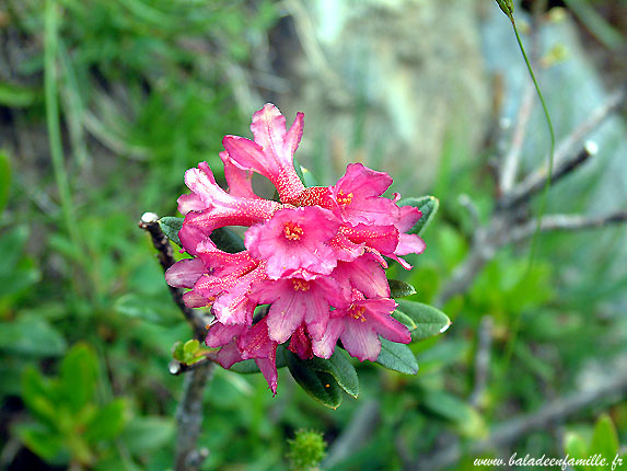 Rhododendrons