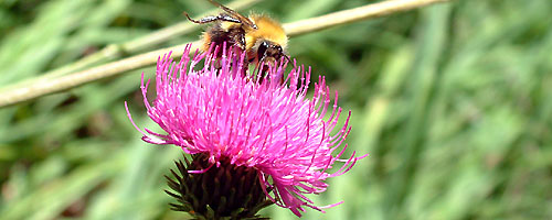 Mmmm ! C'est bon le pollen