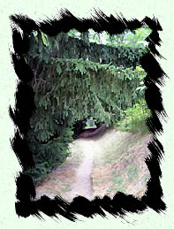 Chemin en foret