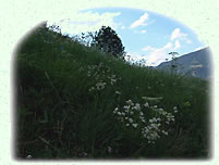 La douce fraicheur des prairies alpines