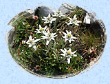 Edelweiss