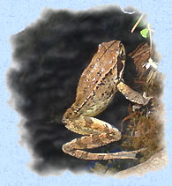 Grenouille Rousse