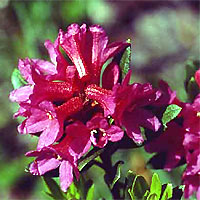 La fleur du Rhododendron