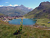 Gentiane jaune et lac de Tignes sur fond de Grande Sassire