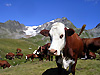 Vache sur fond de glacier de l'invernet