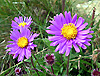 Aster des Alpes