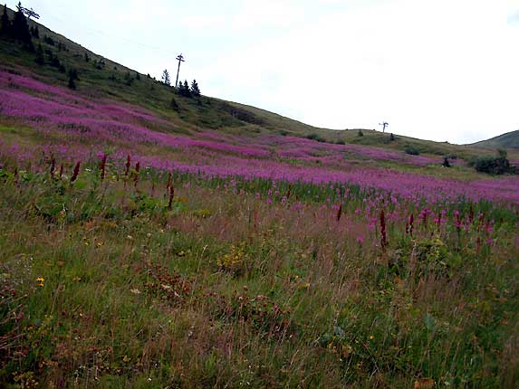 Les champs d'pilobe en pi