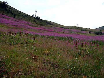 Les champs d'pilobe en pi