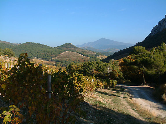 Les vignes de Gigondas