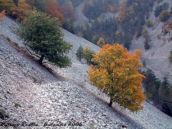 Le ravin du Grand Vallat