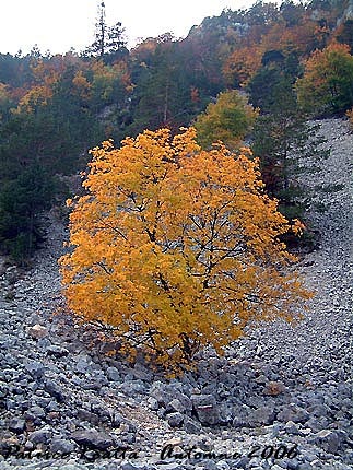 Le ravin du Grand Vallat