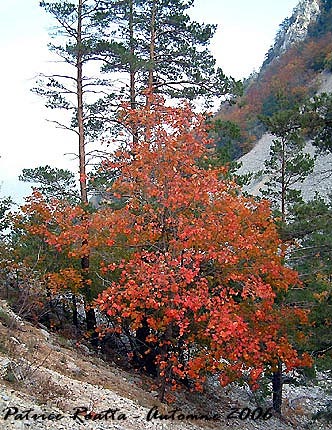 Le ravin du Grand Vallat