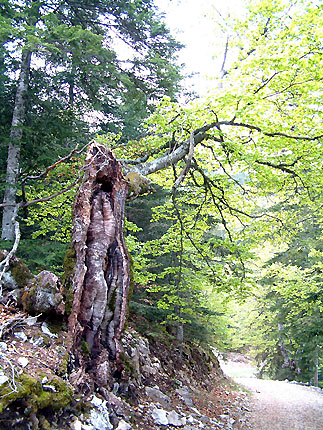 Restes de la fort primaire du Ventoux