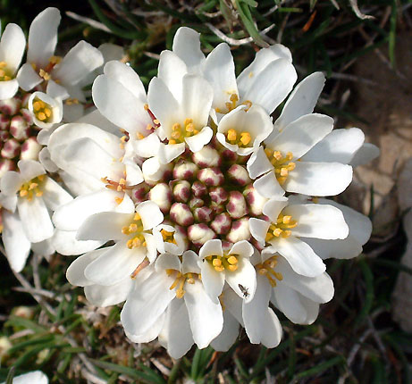 Fleurs du Ventoux