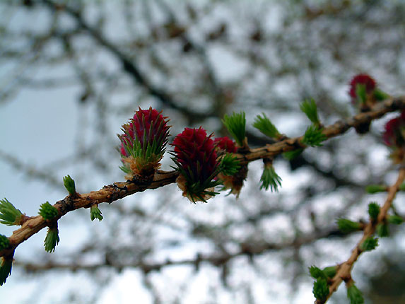 Fruits du mlze