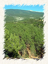 Le site des demoiselles coiffes sous fond de ventoux