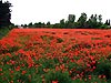 Champ de coquelicots