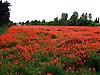 Champ de coquelicots