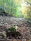 Champignon sur sentier, un air du seigneur des anneaux