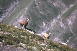 Chamois aux aboies