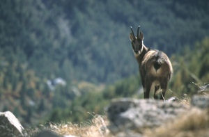 Tu veux ma photo de chamois ?