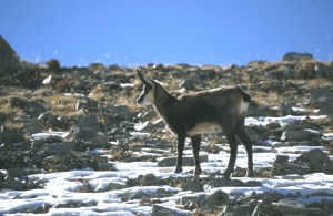 Chamois cherchant ce qu'il peut manger
